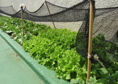 Colheita da Horta - GEA e Integral