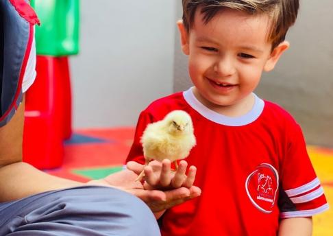 Atividade Pintinho | Ed. Infantil