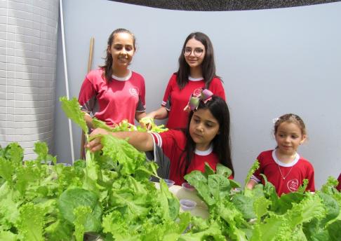 Colheita do Alface com o Integral